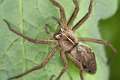 Pisauridae (Pisaures, dolomedes)